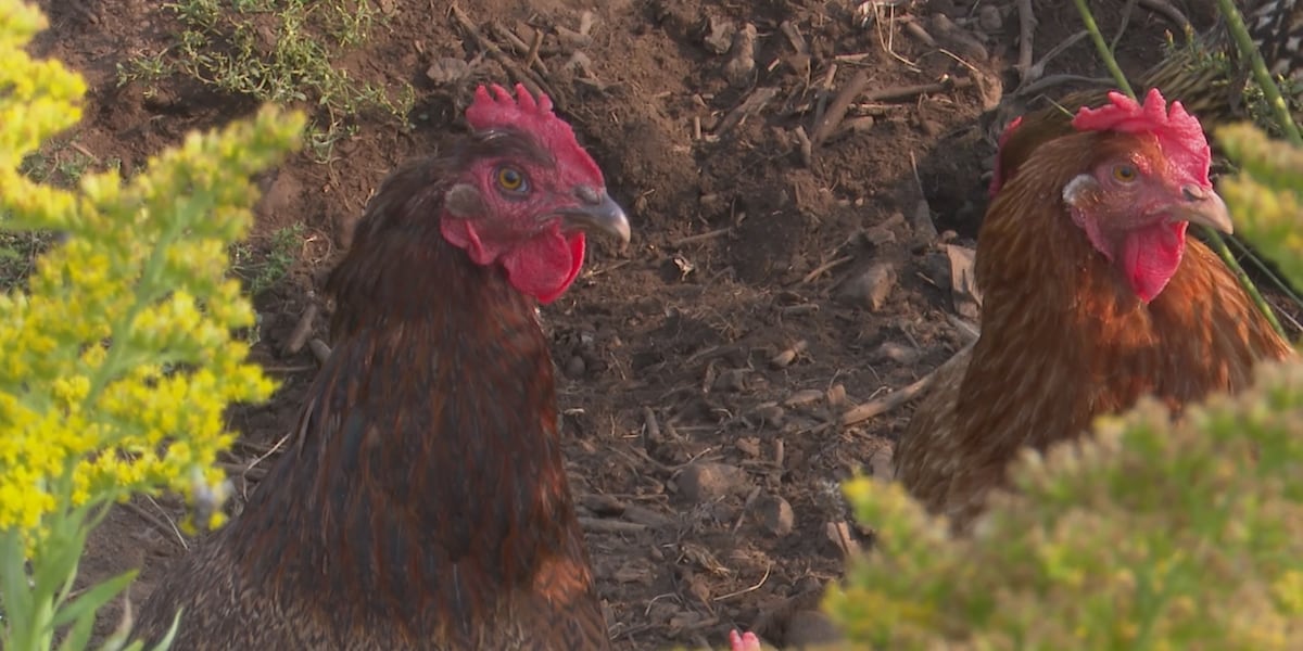 avian-flu-scare-mililani-pet-fair