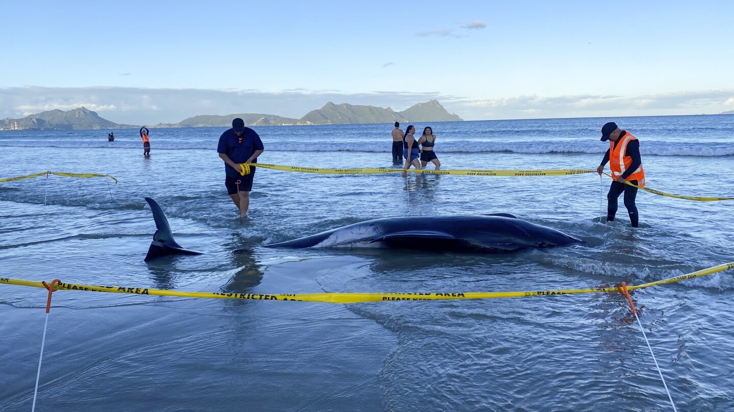 new-zealand-whales-rescue