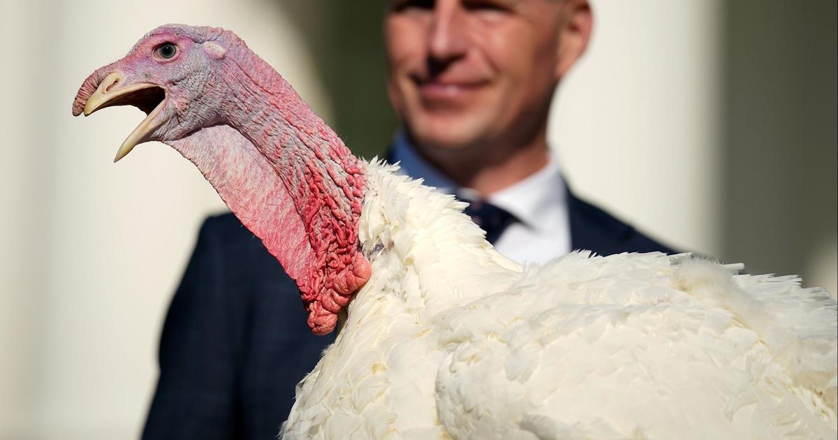 presidential-pardon-thanksgiving-turkeys