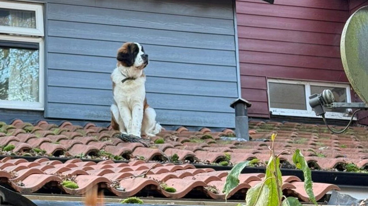 st-bernard-dog-escape-icy-roof