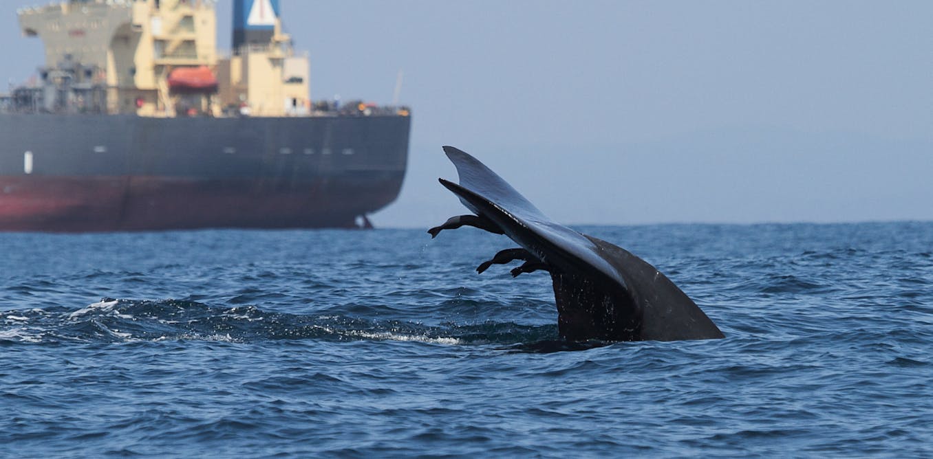 whale-collisions-maps